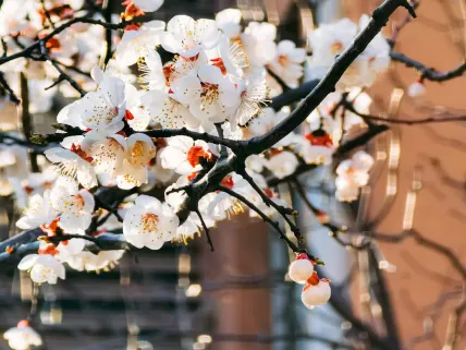 Casino777 Kazino Mobilioji programa